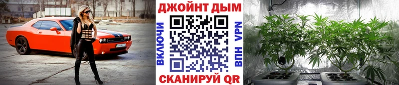 Купить  Белокуриха  Каннабис сатива 